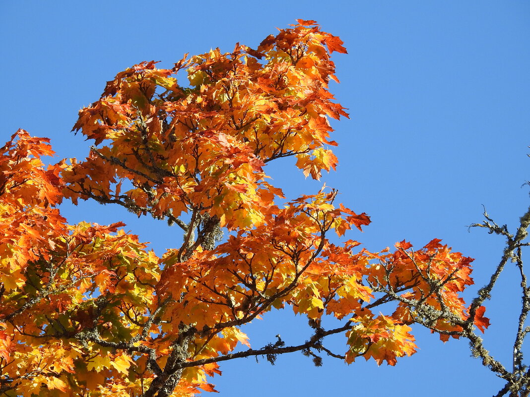 краски осени - ИННА ПОРОХОВА