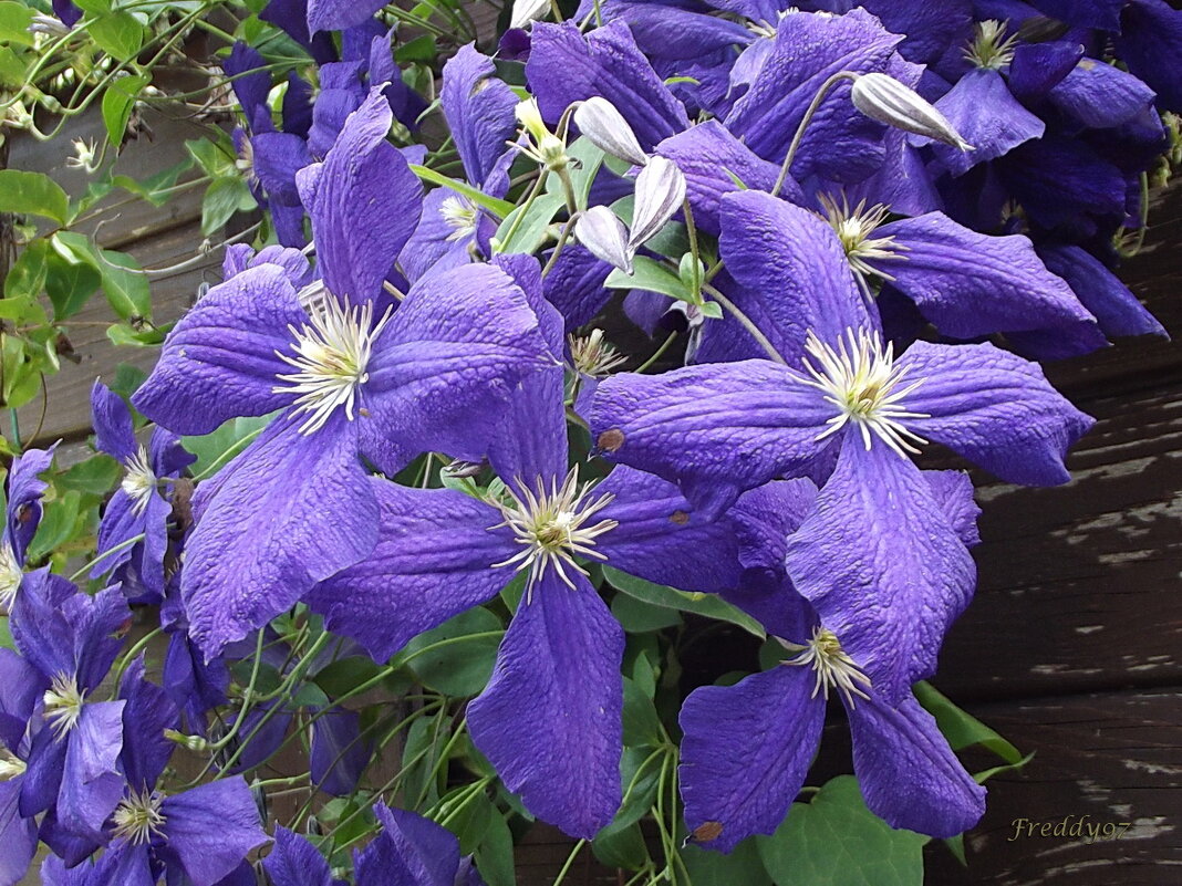 Клематис - Freddy 97