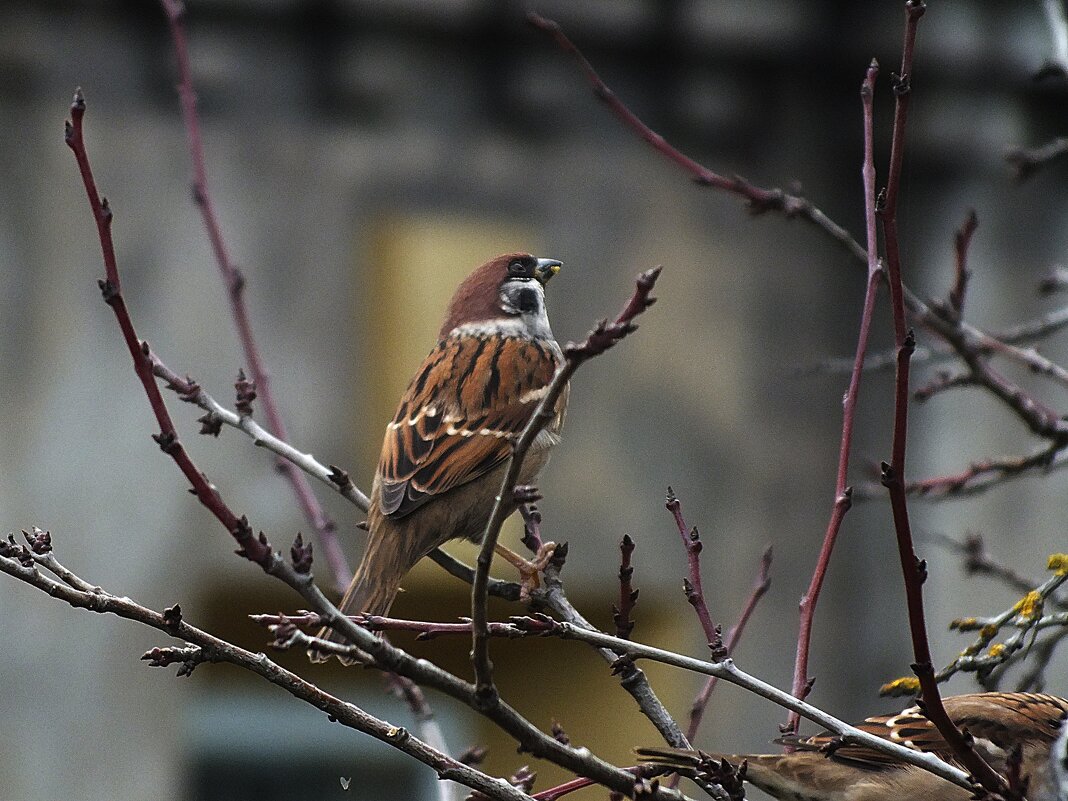 * - Зоя Мишина