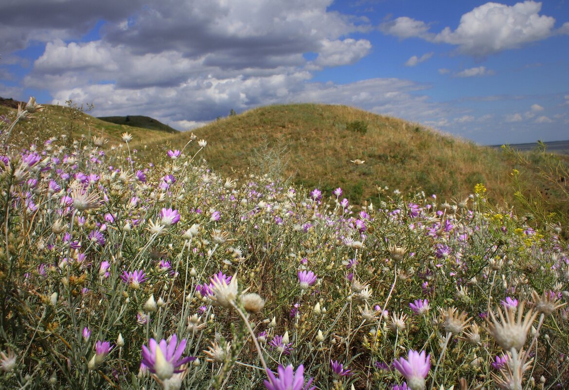 Летний день - Оксана Новик 