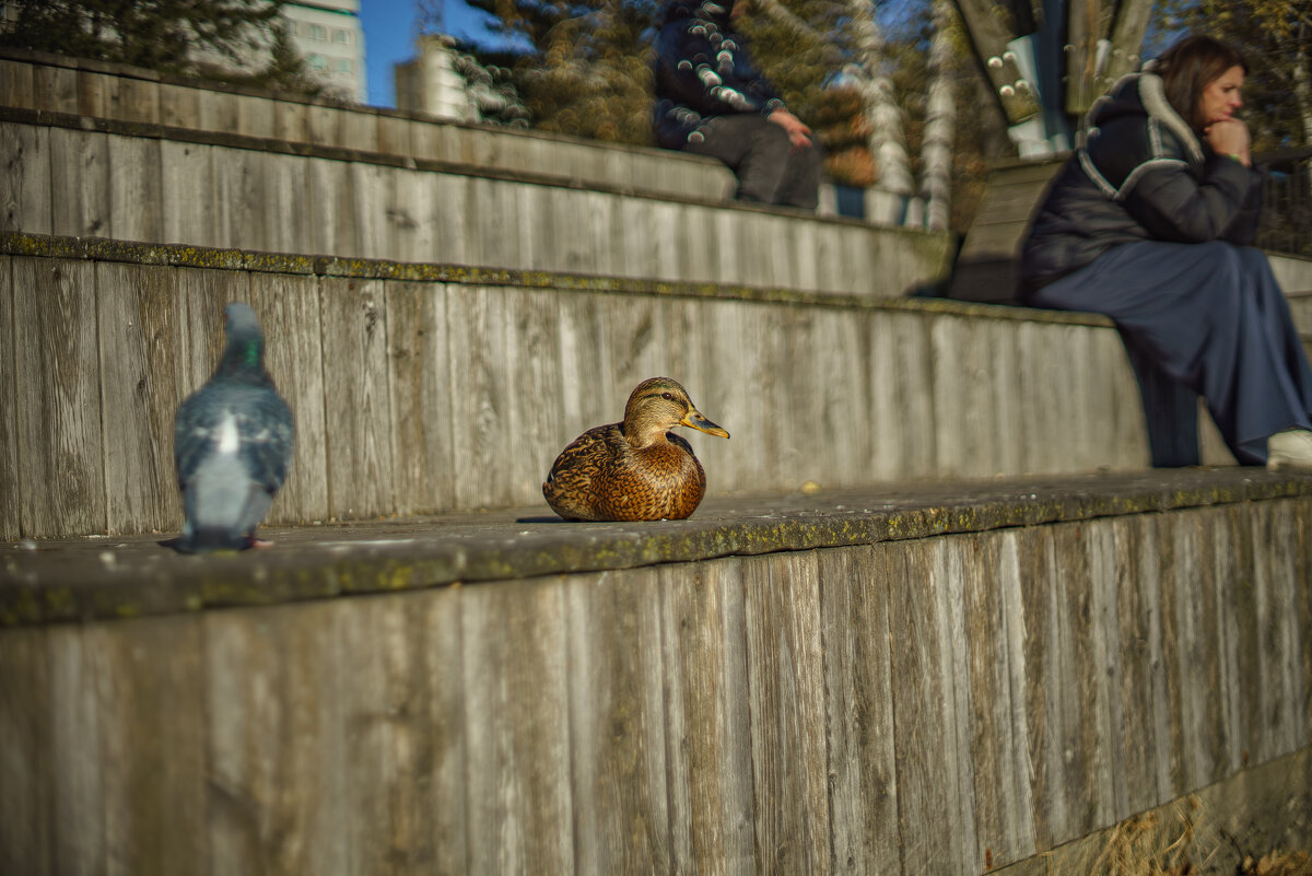 Уточка - Алексей Копцев 