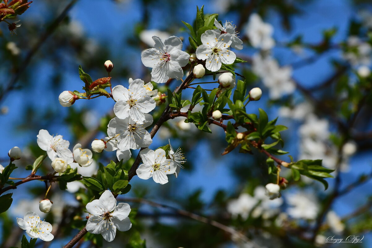 Так хочется Весны..... - Sergey (Apg)