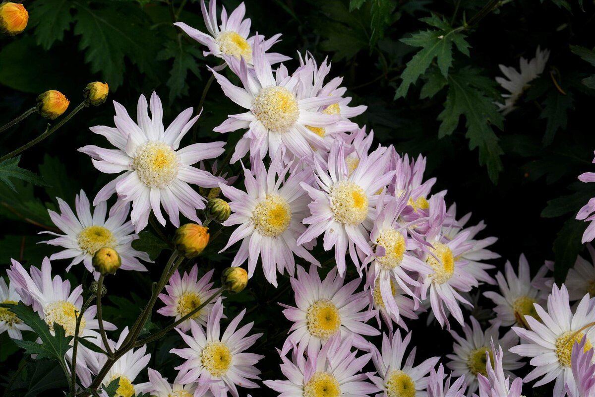 Из Никитского сада - Татьяна Тюменка