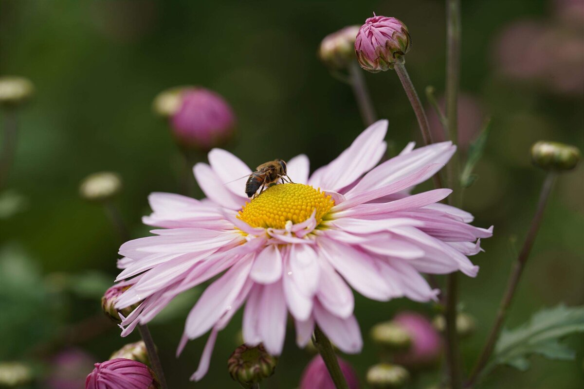 Из Никитского сада - Татьяна Тюменка