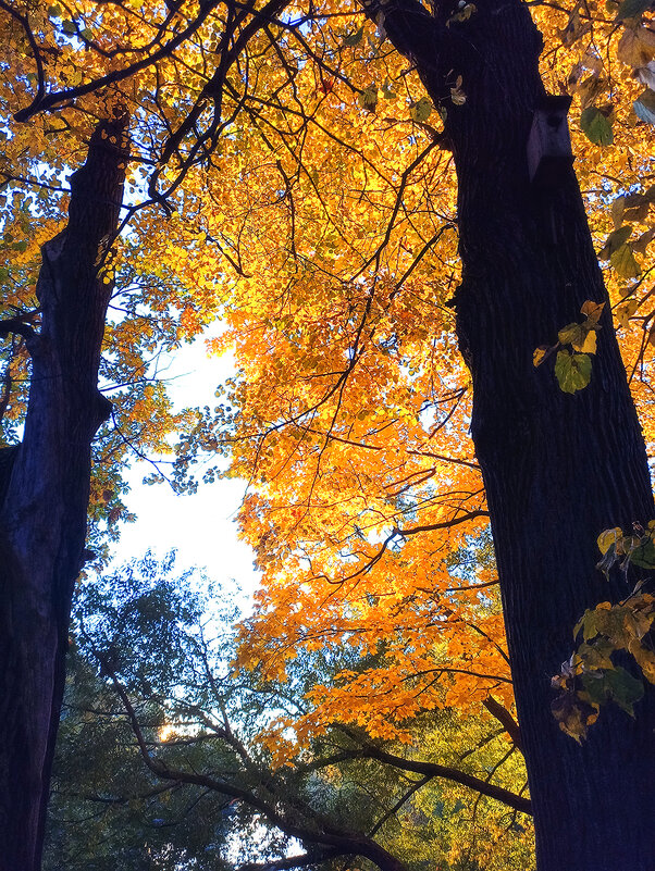 Золотая осень , золотая! - Лилия *