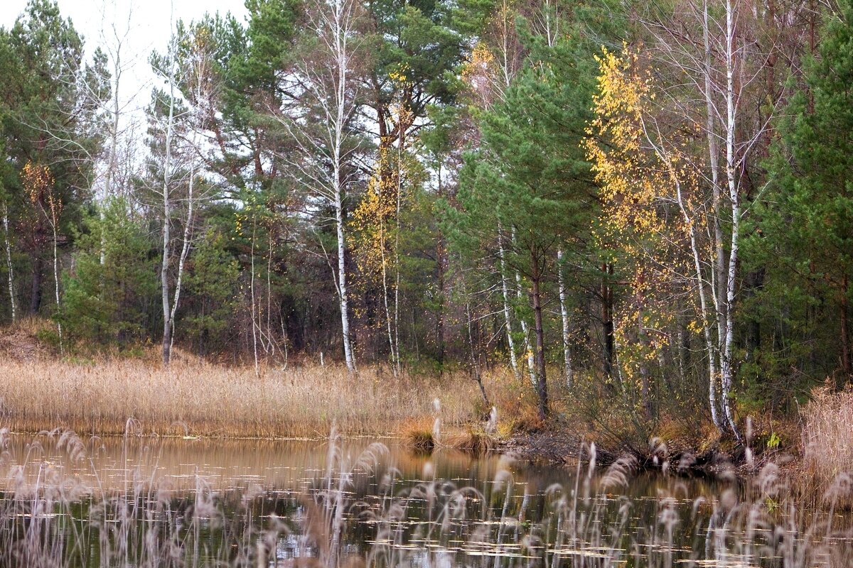 У озера. Скиток. - Сергей Рожков