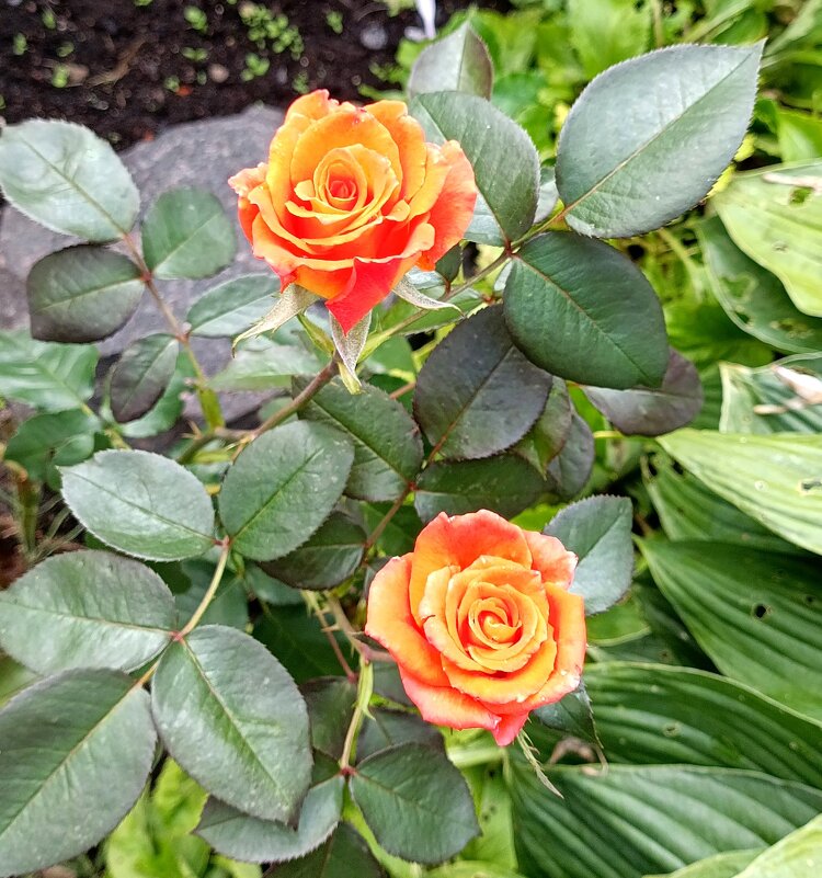 Розы. - Ирина ***