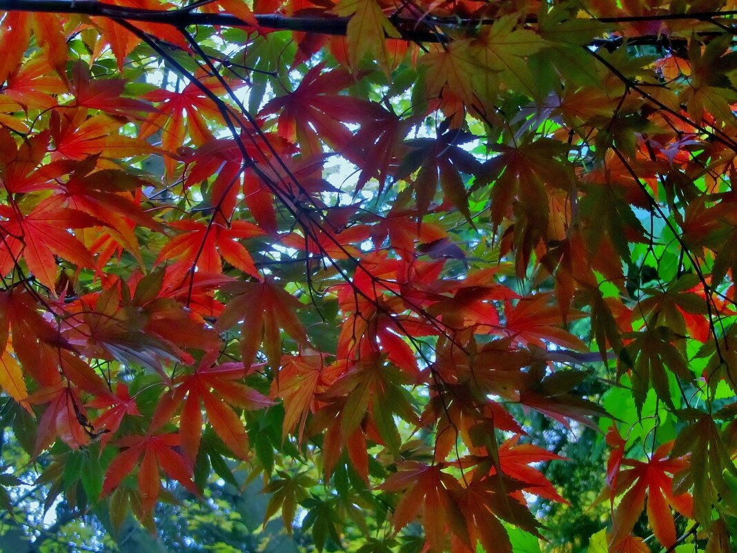 ..осенние листья японского клёна... - galalog galalog