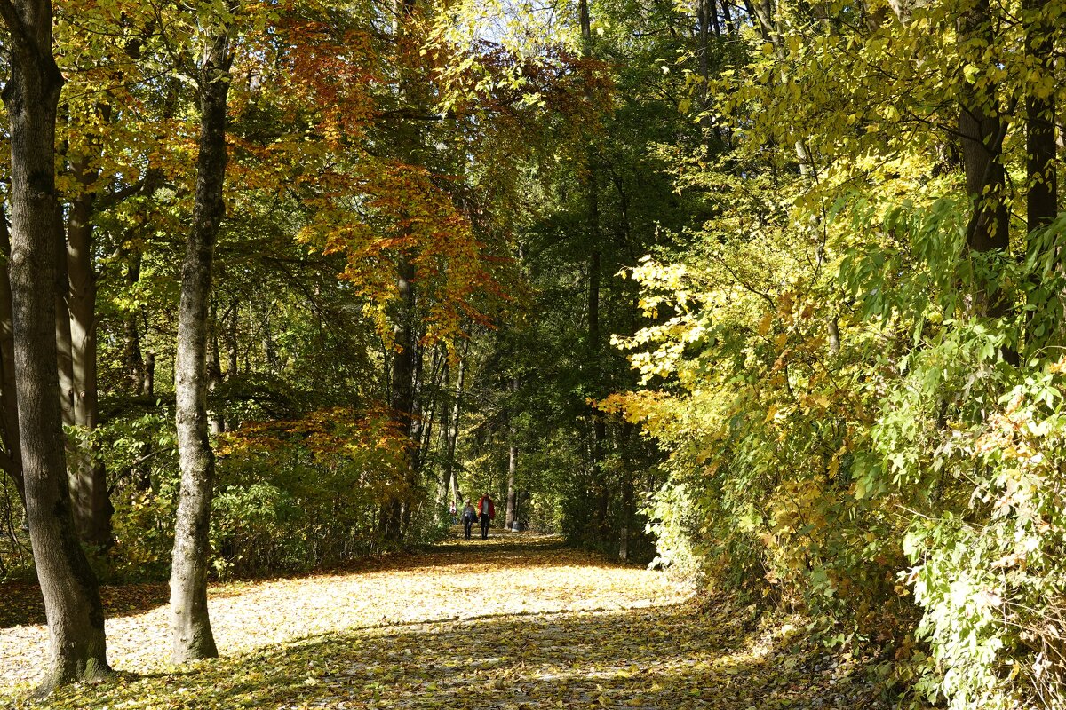 Что происходит? Обычная осень!... - Галина 