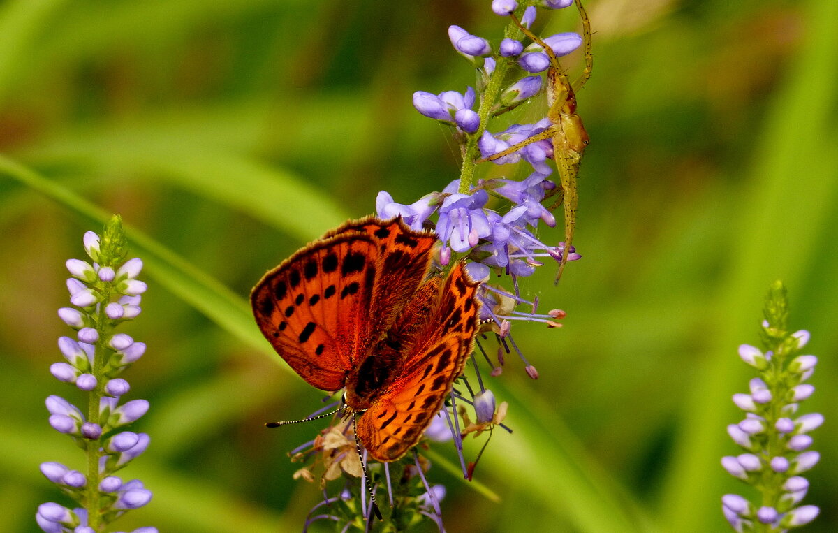 опять про бабочек...45 - Александр Прокудин