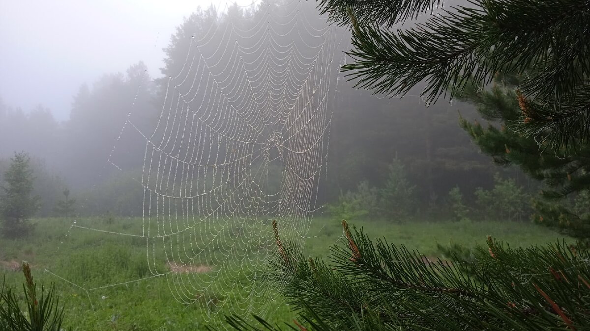 На опушке леса - Валентина 