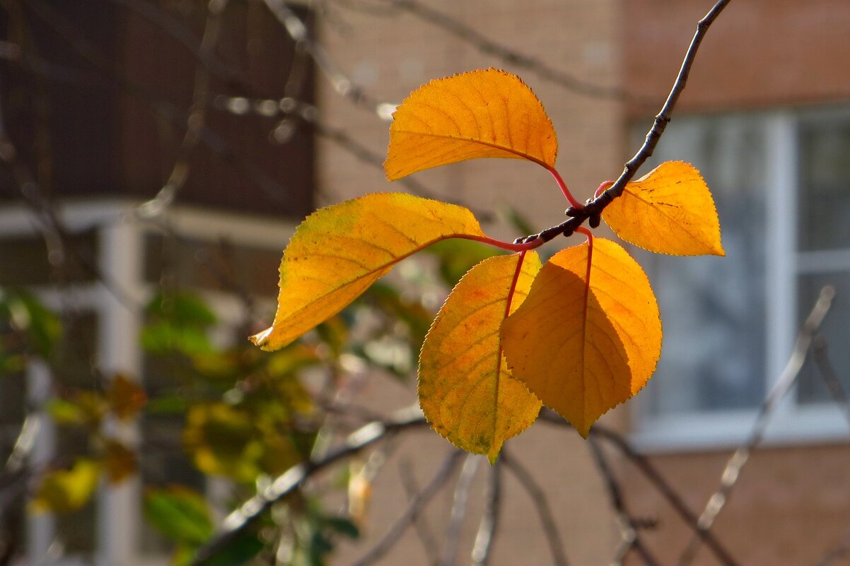 Звенит осенний перезвон - Татьяна Смоляниченко