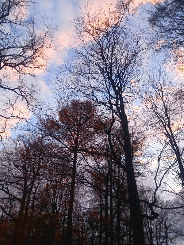 Рассвет - Сапсан 