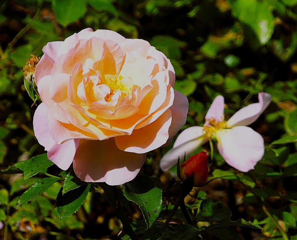 Они красят нашу жизнь(серия) - Владимир Манкер