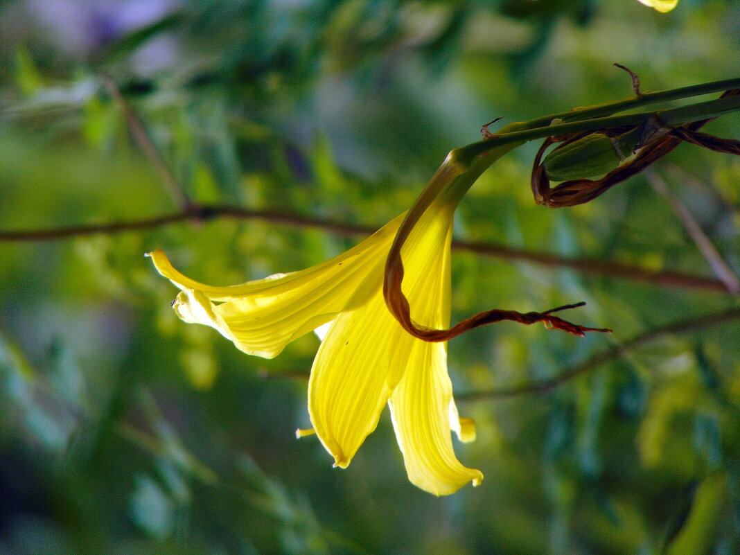 Абажурчик. - nadyasilyuk Вознюк Абажурчик. - nadyasilyuk Вознюк