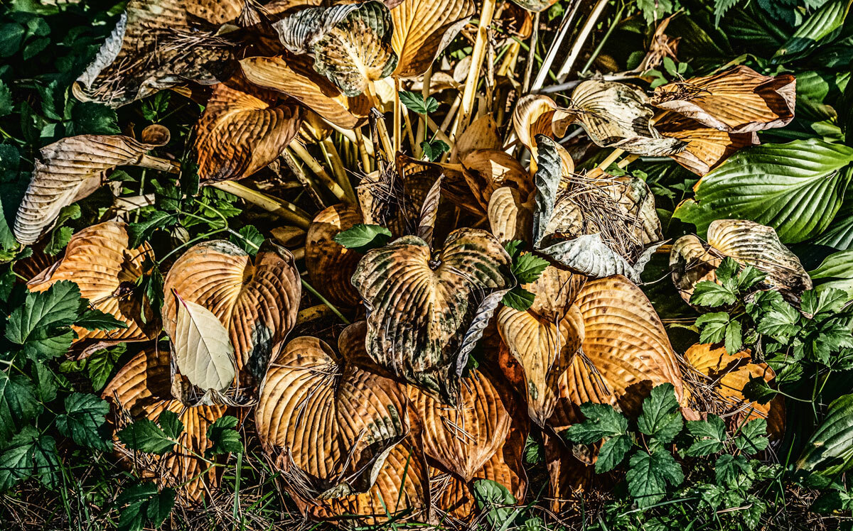 Листья - SanSan 