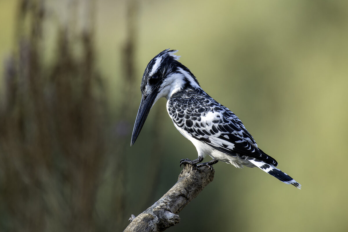 Малый пегий зимородок. - Alexander Amromin