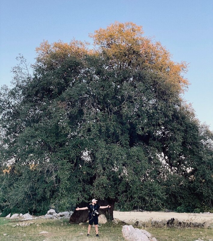 Деревце - Георгиевич 