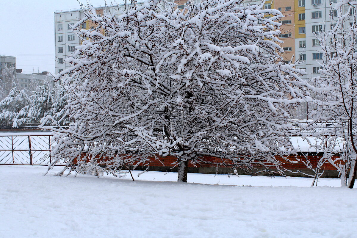 Снежный ноябрь - Татьяна Лютаева