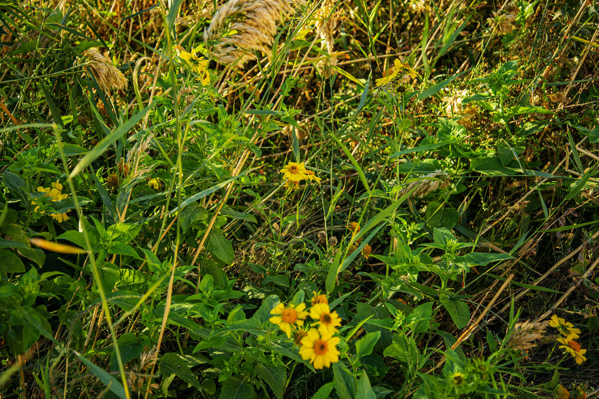 Заросли - Анатолий Чикчирный