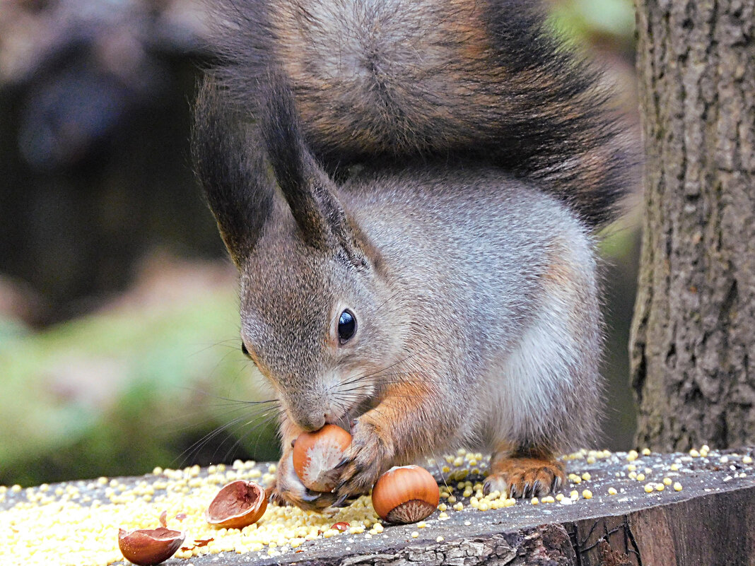 Белка - Лина Белка - Лина