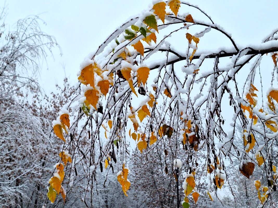 Первый снег - Наталья 