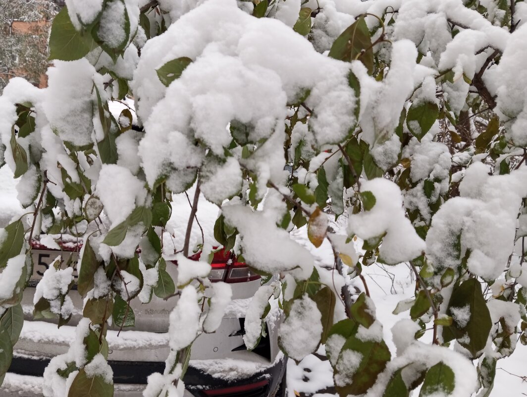 Снег выпал - Елена Семигина