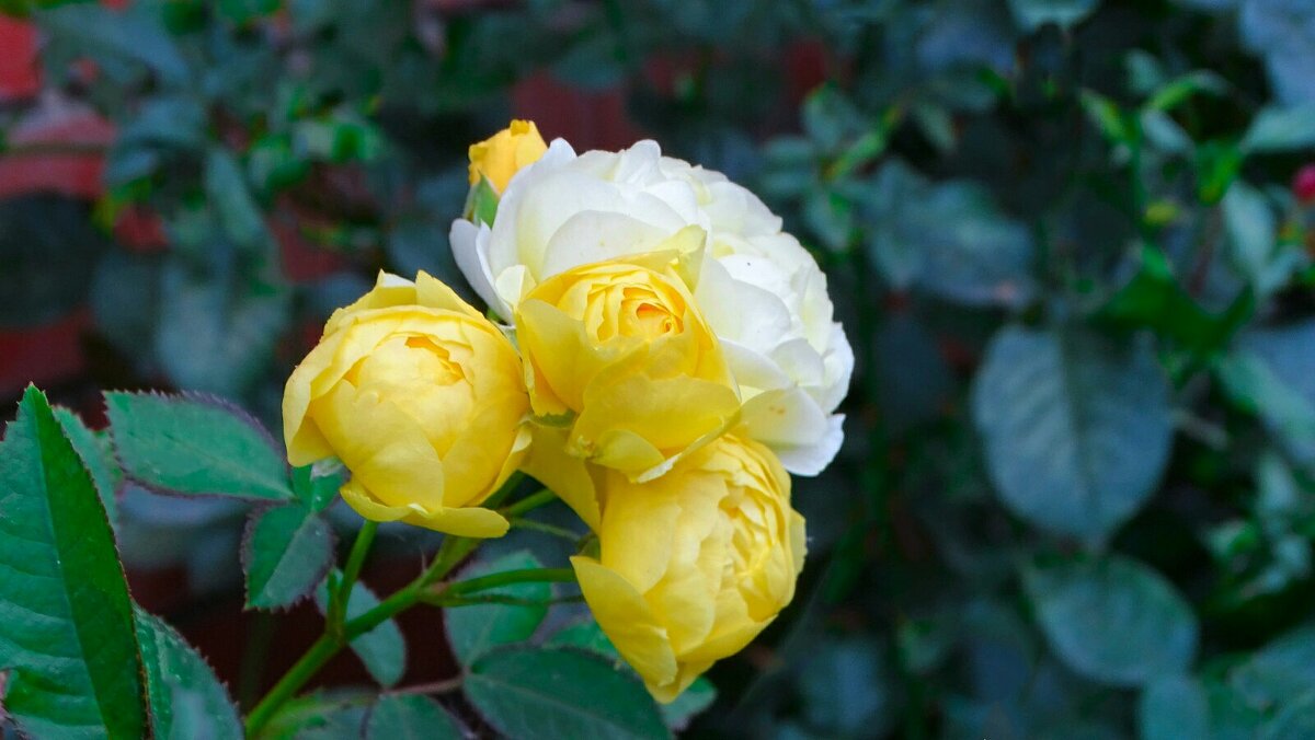 Цветы на городских клумбах в октябре. - Милешкин Владимир Алексеевич Цветы на городских клумбах в октябре. - Милешкин Владимир Алексеевич