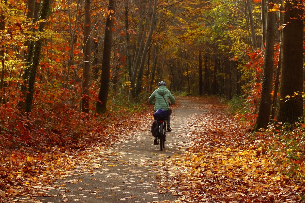 Осенние прогулки - Юрий. Шмаков