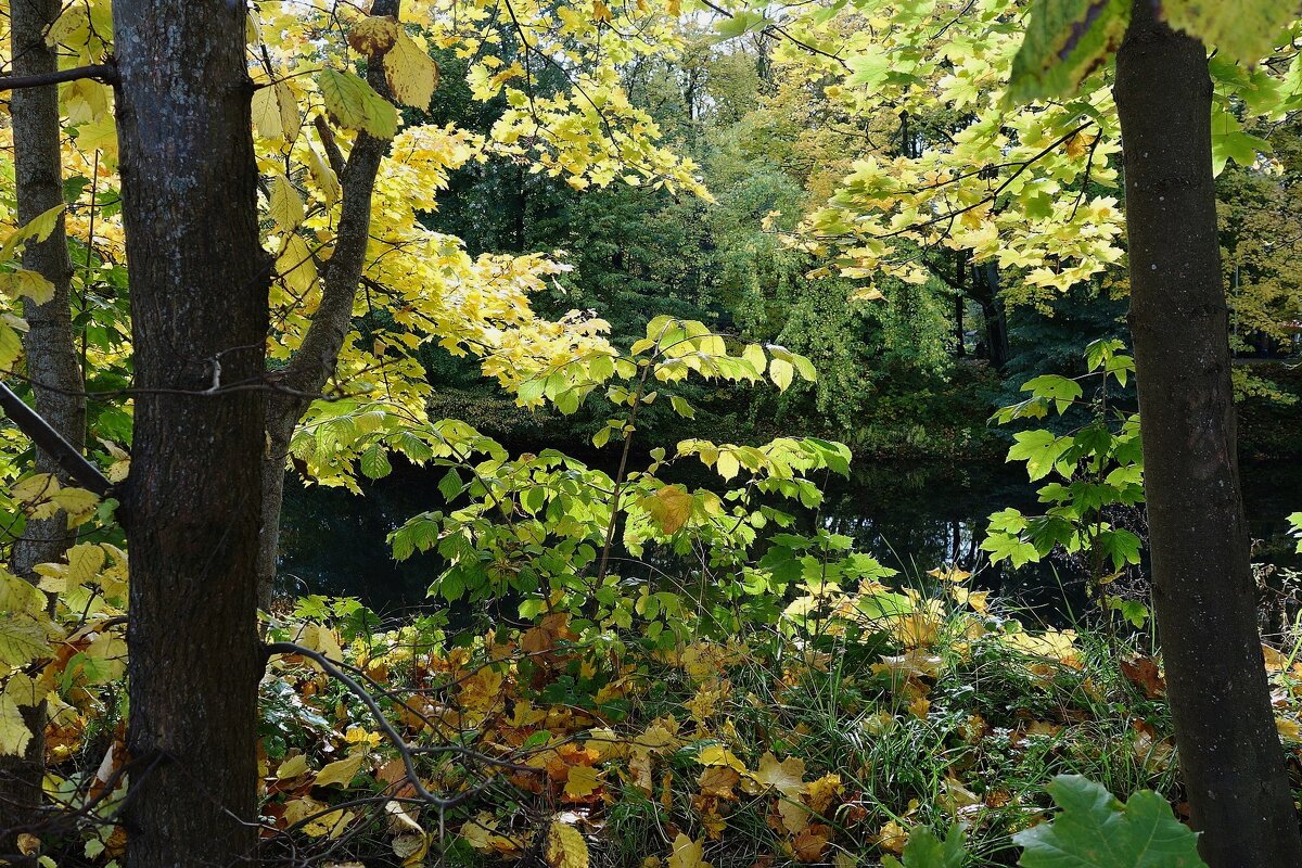 Картинки осени - Рита Симонова