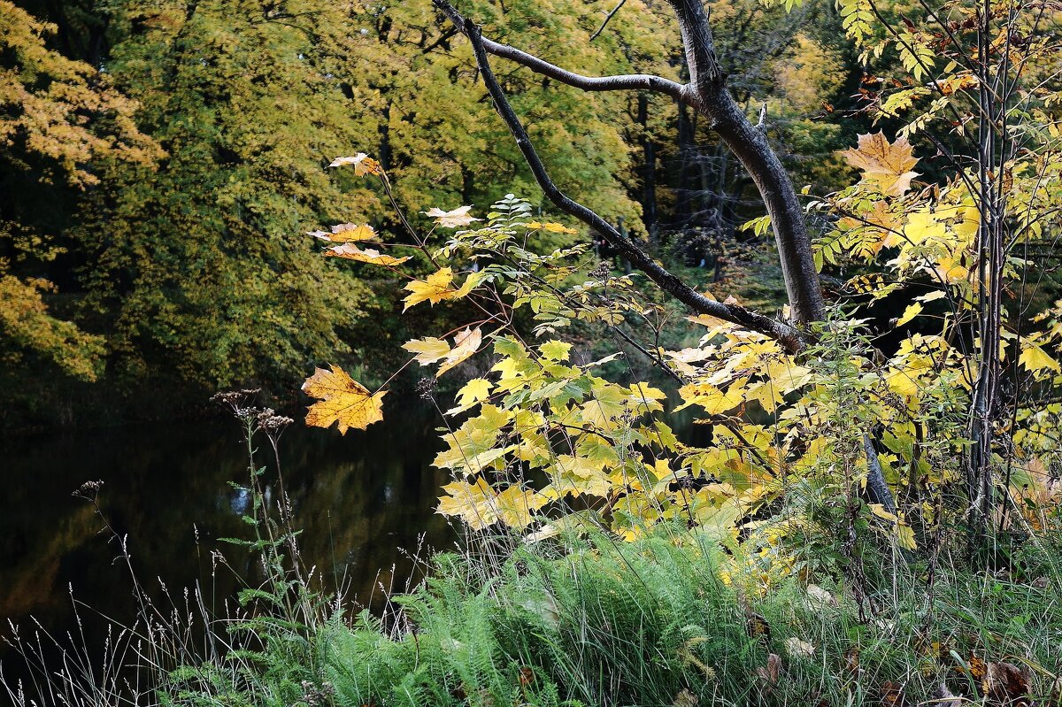 Картинки осени - Рита Симонова Картинки осени - Рита Симонова