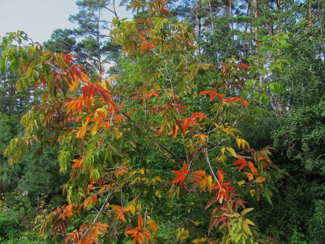 так начинается осень - Елена Шаламова так начинается осень - Елена Шаламова