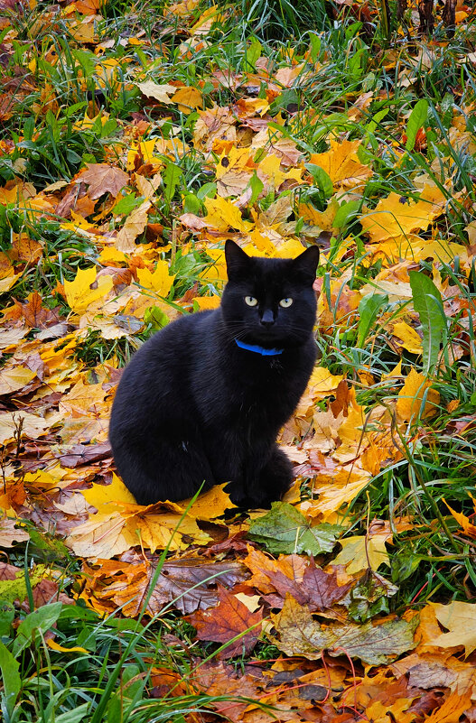 Котик - Юлия Голикова