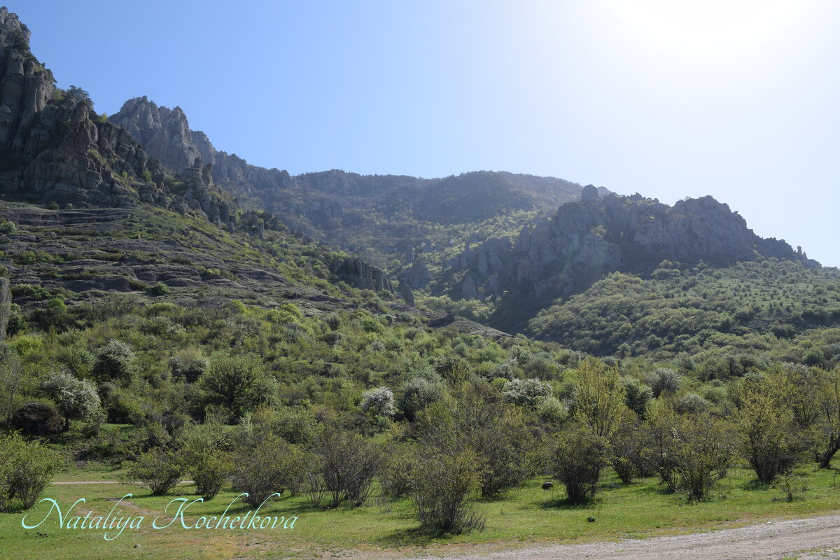 Природа Крыма - Amazing Cosmea