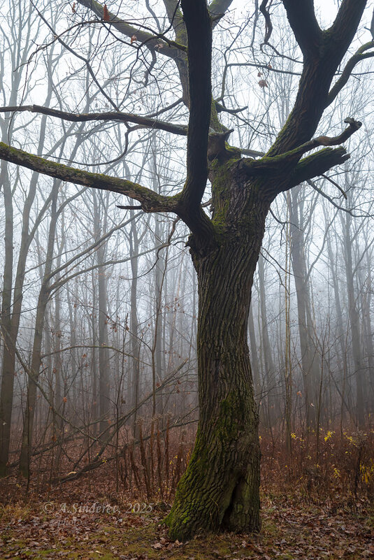 Дерево - Александр Синдерёв