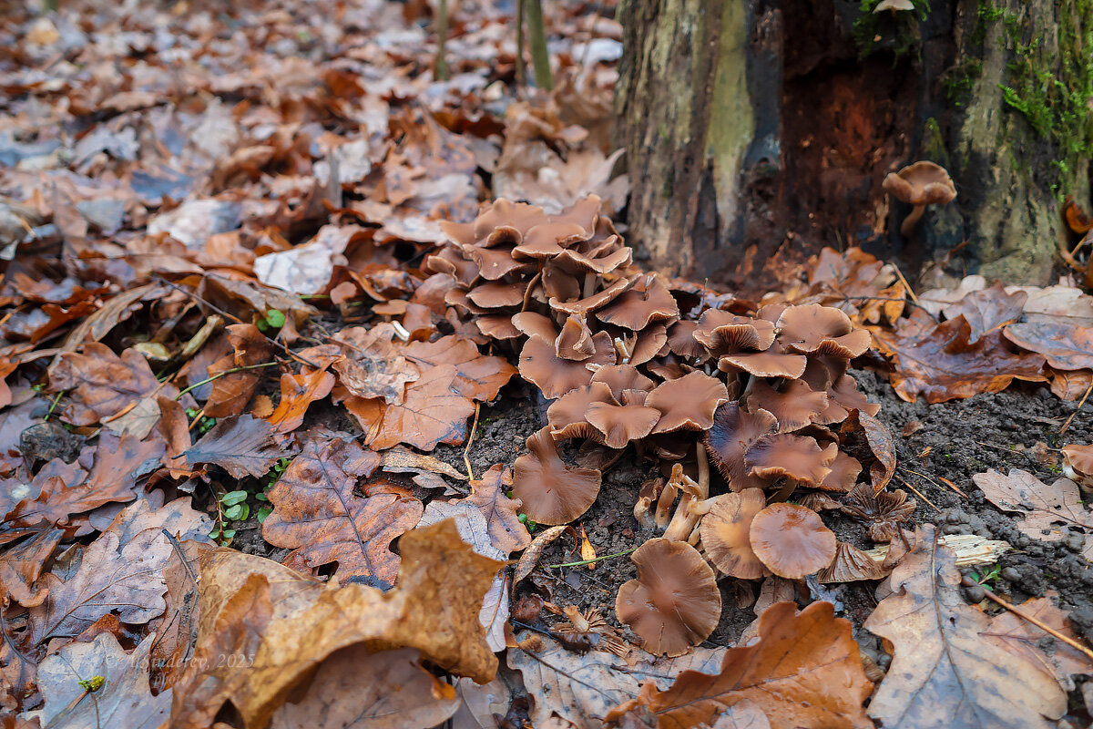 Псилоцибе синеющая - Александр Синдерёв