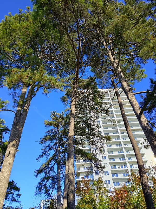 Приморский парк - Tata Wolf