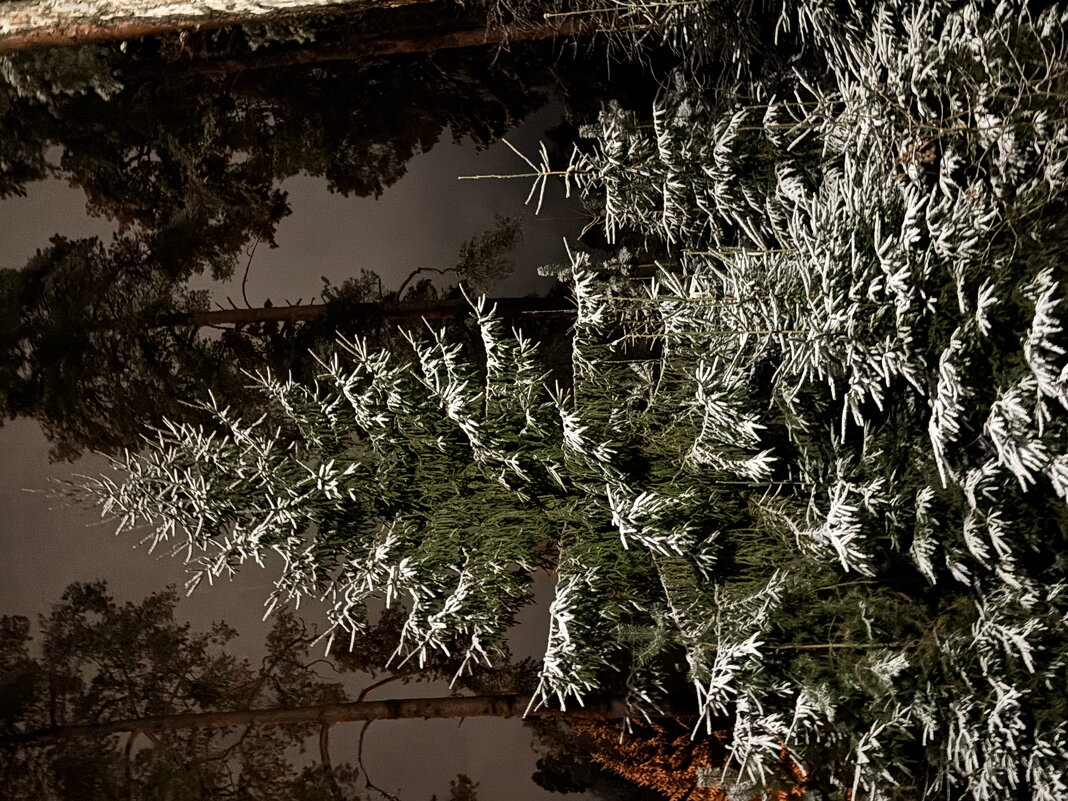 Елочки - Ольга Савельева 