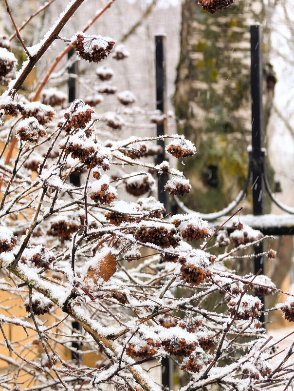 Первый снег - Анастасия Логинова