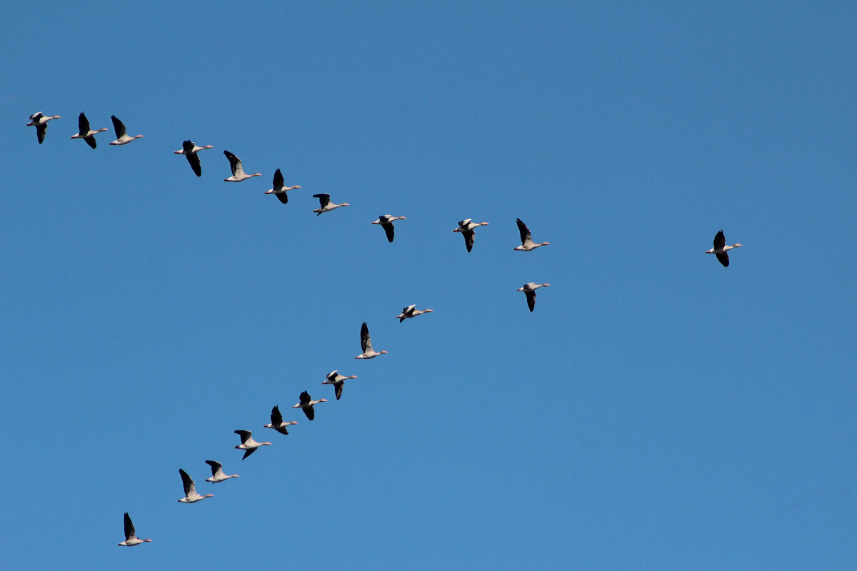 Гуси летят. - Александр 