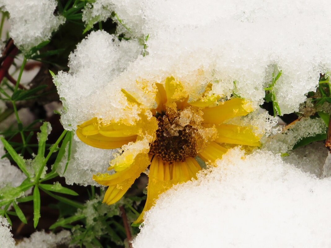 Заметённый снегом - Андрей Снегерёв