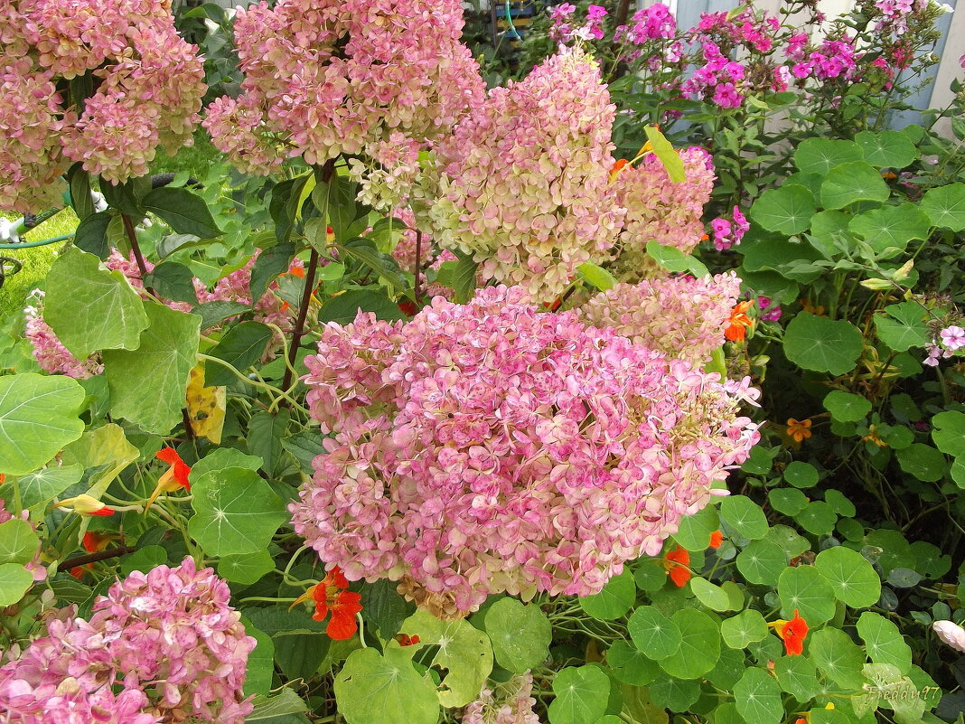 Гортензия - Freddy 97