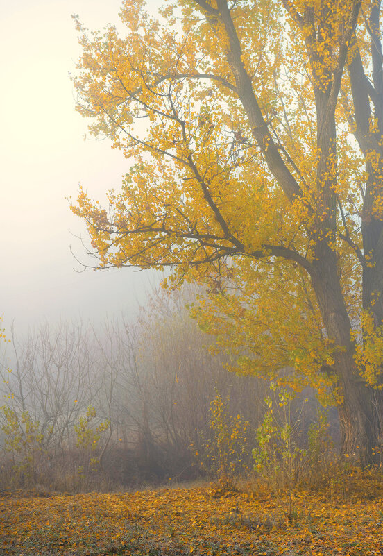 Утро - Леонид Соснин