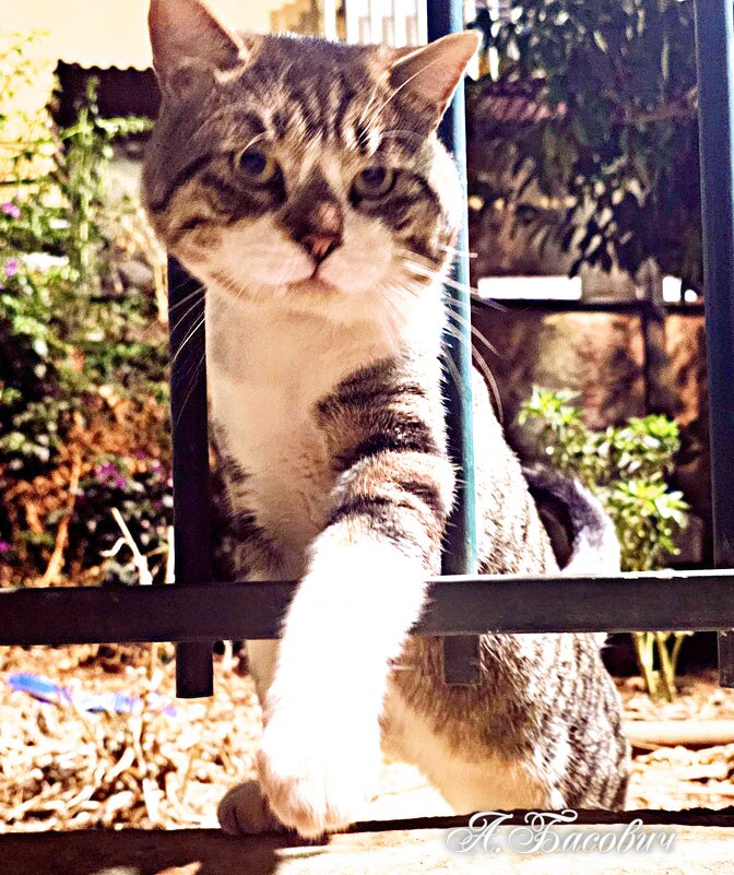 привет ребята - Аркадий Басович