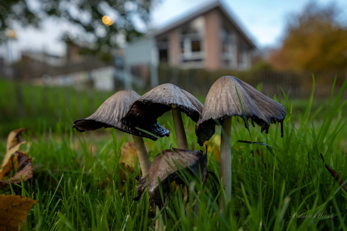 Поздние... - Николай Гирш