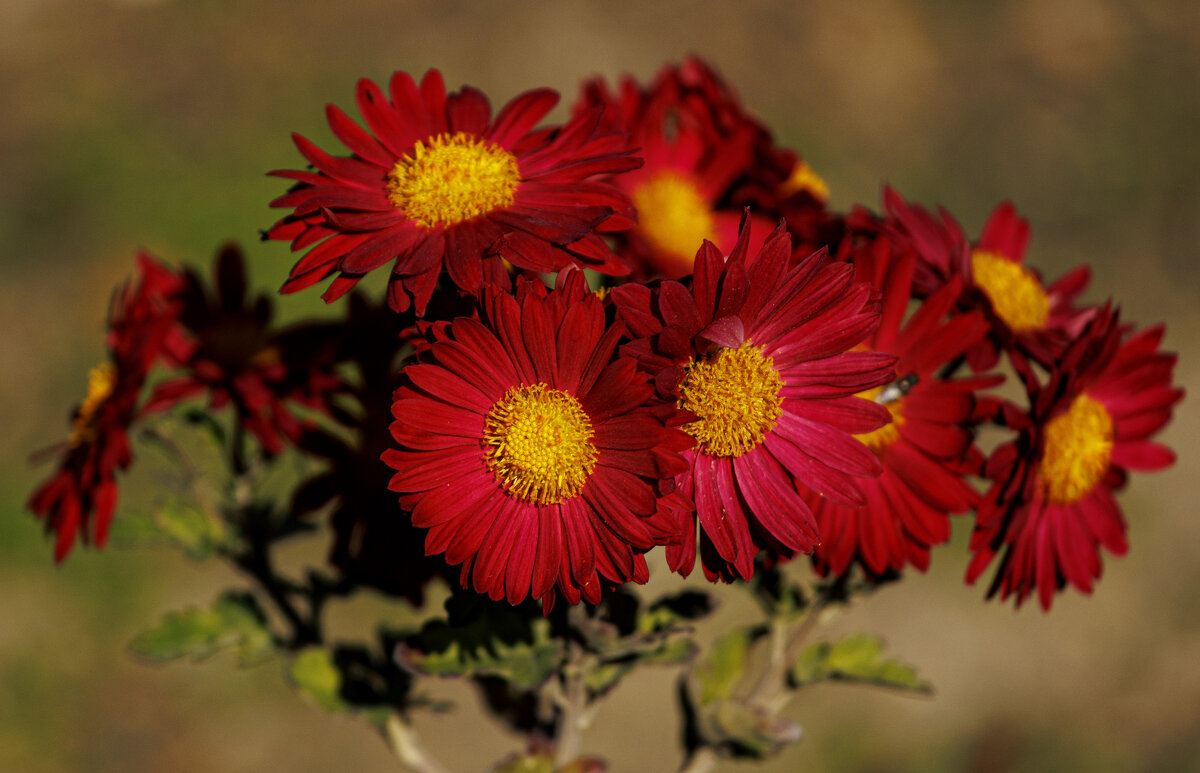 Хризантемы - Светлана Тихонина