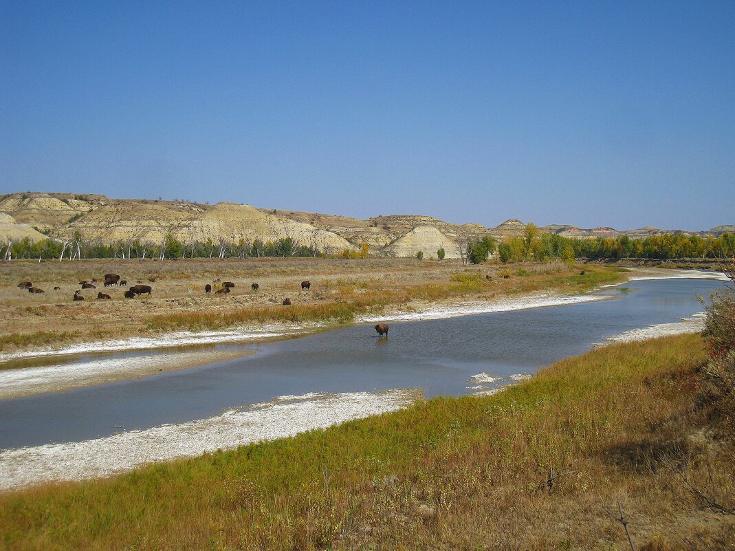 Один пошел купаться или дикие бизоны в долине реки Малая Миссури. - unix (Илья Утропов) Один пошел купаться или дикие бизоны в долине реки Малая Миссури. - unix (Илья Утропов)
