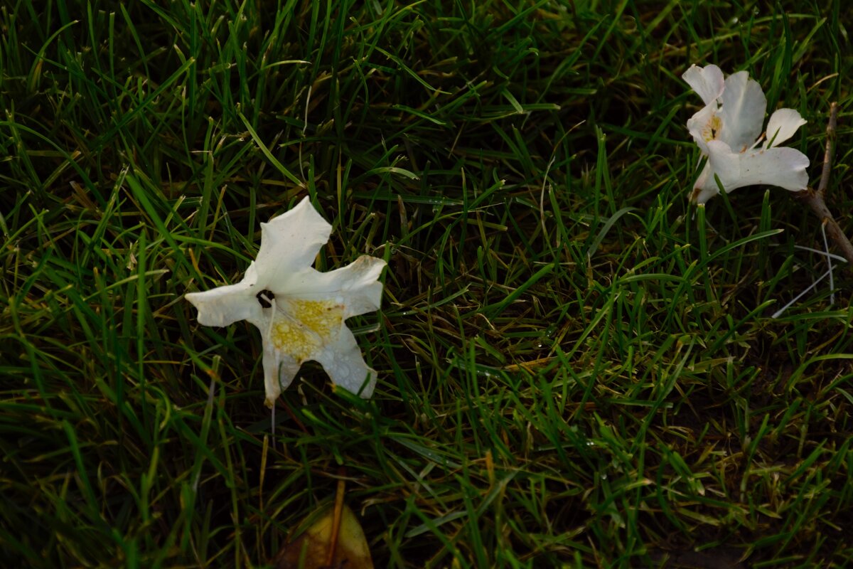 Рододендрон финал. - Юрий Полторыхин.
