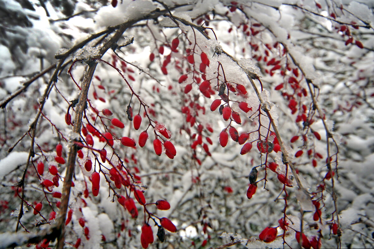 барбарис - Михаил Бибичков