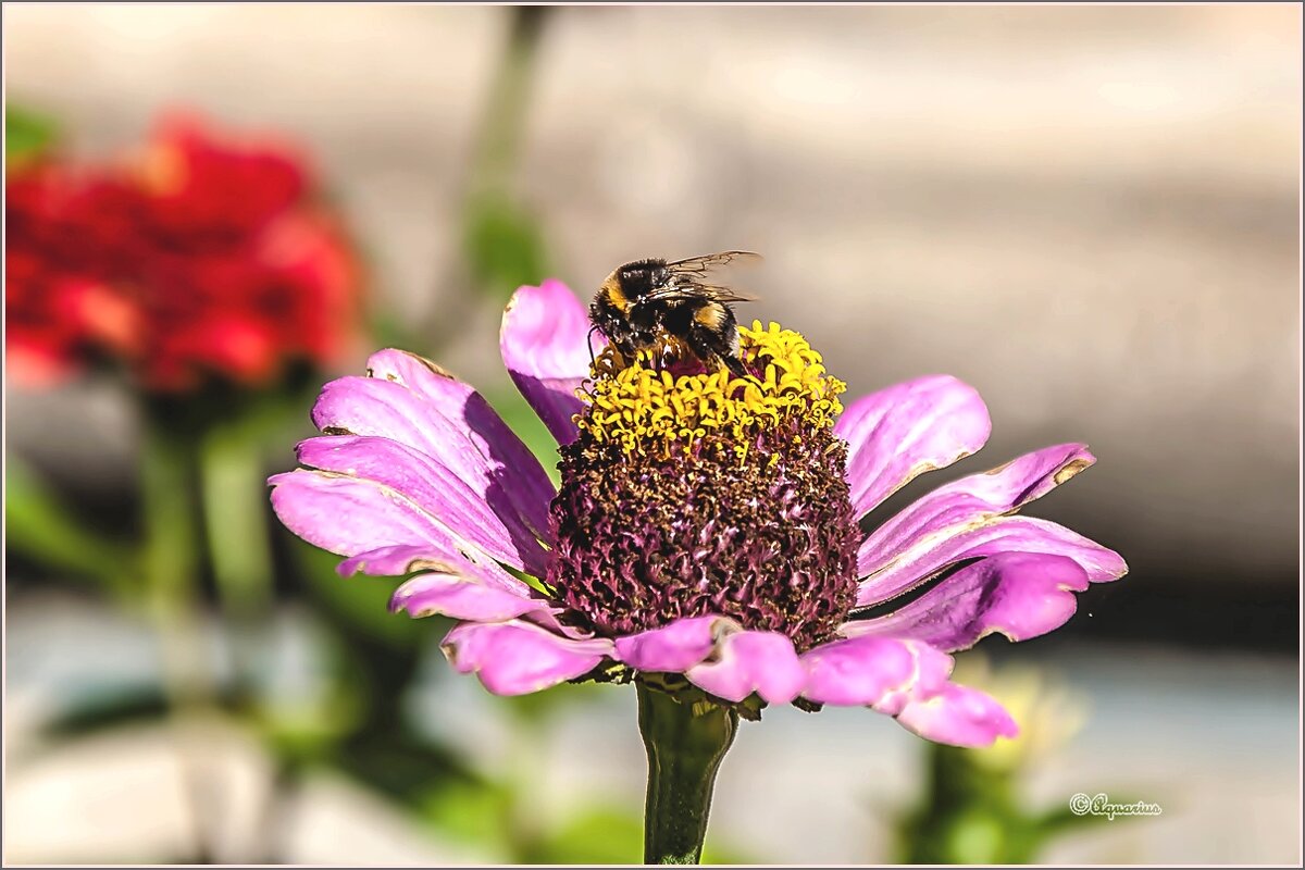 Про сентябрь... - Aquarius - Сергей